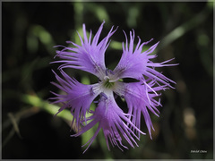 Dianthus longicalyx