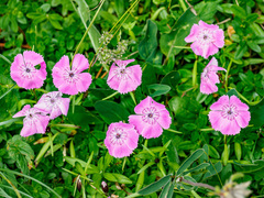 Dianthus alpinus
