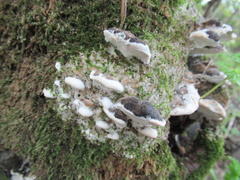 Trametes gibbosa