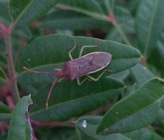 Plinachtus imitator