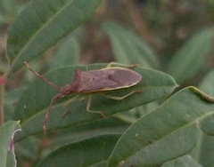 Plinachtus imitator