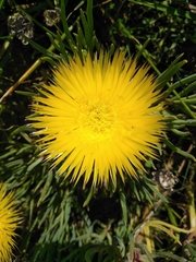 Conicosia pugioniformis