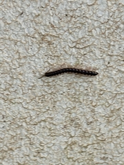 Asiomorpha coarctata