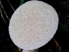 Lycoperdon perlatum