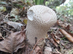 Lycoperdon perlatum
