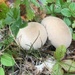 Meadow Puffball - Photo (c) wycraig1, some rights reserved (CC BY-NC), uploaded by wycraig1