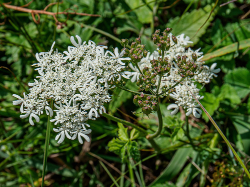 Heracleum austriacum (Heracleum austriacum)