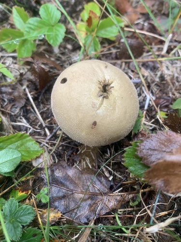 Pievinis pumpotaukšlis nuotrauka