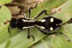 Traumatomutilla parallela