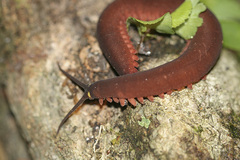 Macroperipatus torquatus