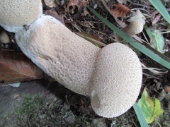 Lycoperdon perlatum