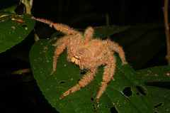 Heteropoda davidbowie