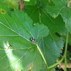 Chinavia erythrocnemis