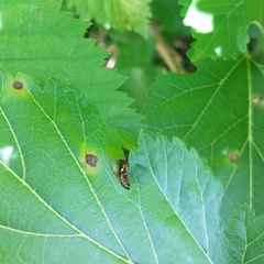 Chinavia erythrocnemis