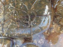Ophiothrix