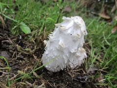 Coprinus comatus