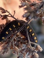 Tenthredo marginella