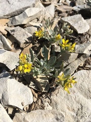 Physaria bellii
