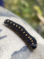 Tenthredo marginella