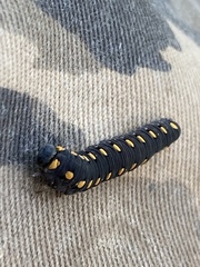 Tenthredo marginella