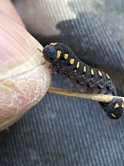 Tenthredo marginella