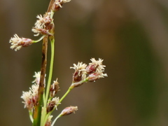 Schoenoplectus litoralis