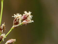 Schoenoplectus litoralis