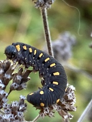 Tenthredo marginella