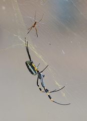 Trichonephila senegalensis