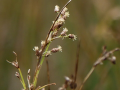 Schoenoplectus litoralis