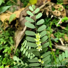 Phyllanthus niruri