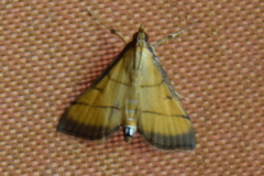 Cnaphalocrocis rutilalis