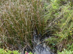 Schoenoplectus litoralis