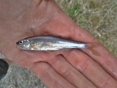 Notropis atherinoides