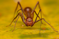 Myrmecium