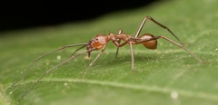 Myrmecium