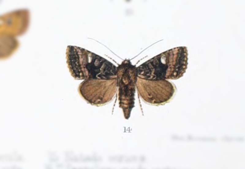 Euplexia albonota