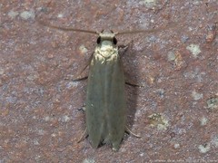 Phaeoses sabinella