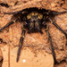Golden Tunnel-web Spiders - Photo (c) Thiago Gonçalves Coronado Antunes, some rights reserved (CC BY-NC), uploaded by Thiago Gonçalves Coronado Antunes