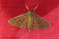 Herpetogramma