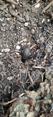 Carabus rugosus celtibericus