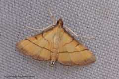 Cnaphalocrocis rutilalis