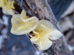 Tremella mesenterica