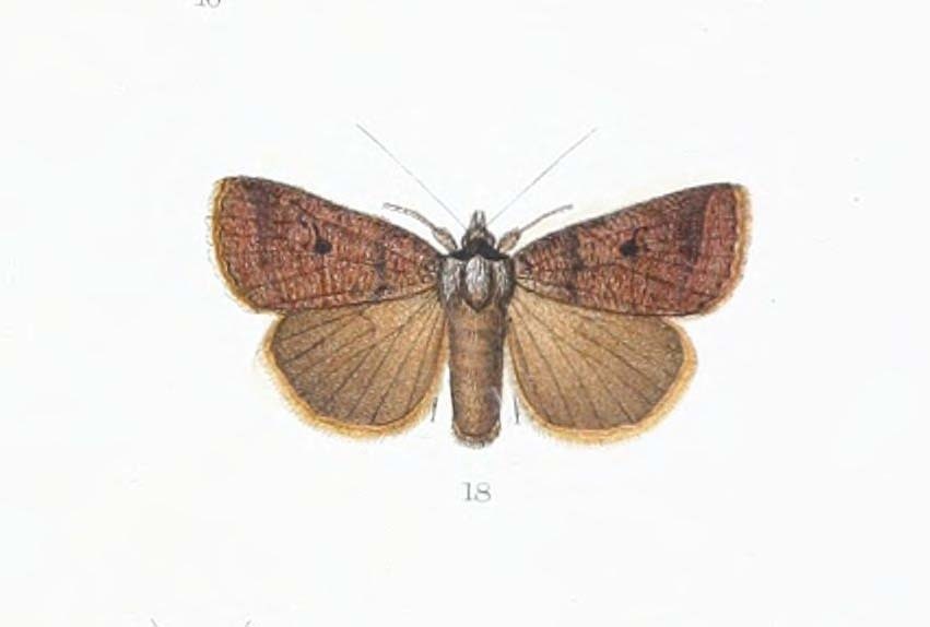 Lygephila dorsigera