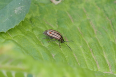 Disonycha bicarinata