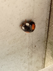 Harmonia axyridis
