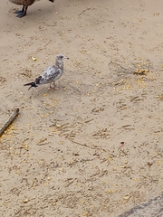 Larus delawarensis