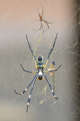 Trichonephila senegalensis