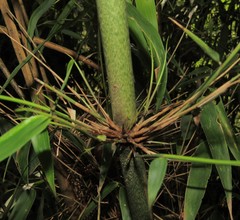 Merostachys