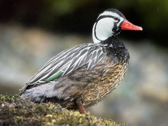 Merganetta armata armata